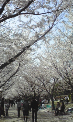 blossom.jpg